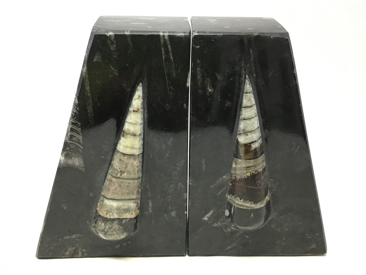 Orthoceras Fossil Bookends in Black Seabed - Trapezoid