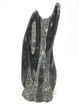 Orthoceras Fossil Sculpture with Self-Standing Base - Small