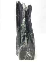 Orthoceras Fossil Sculpture with Self-Standing Base - Small