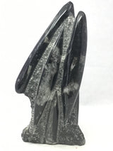 Orthoceras Fossil Sculpture with Self-Standing Base - Small