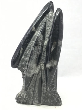 Two large glossy black Orthoceras cross-sections rising from the sculpture's rough self-standing base
