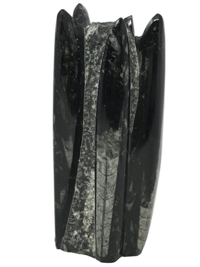 Reverse side of the Orthoceras fossil sculpture with a granular gray matrix stripe between polished shells