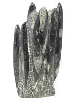 Orthoceras Fossil Sculpture with Self-Standing Base - Small