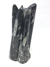 Orthoceras Fossil Sculpture with Self-Standing Base - Small