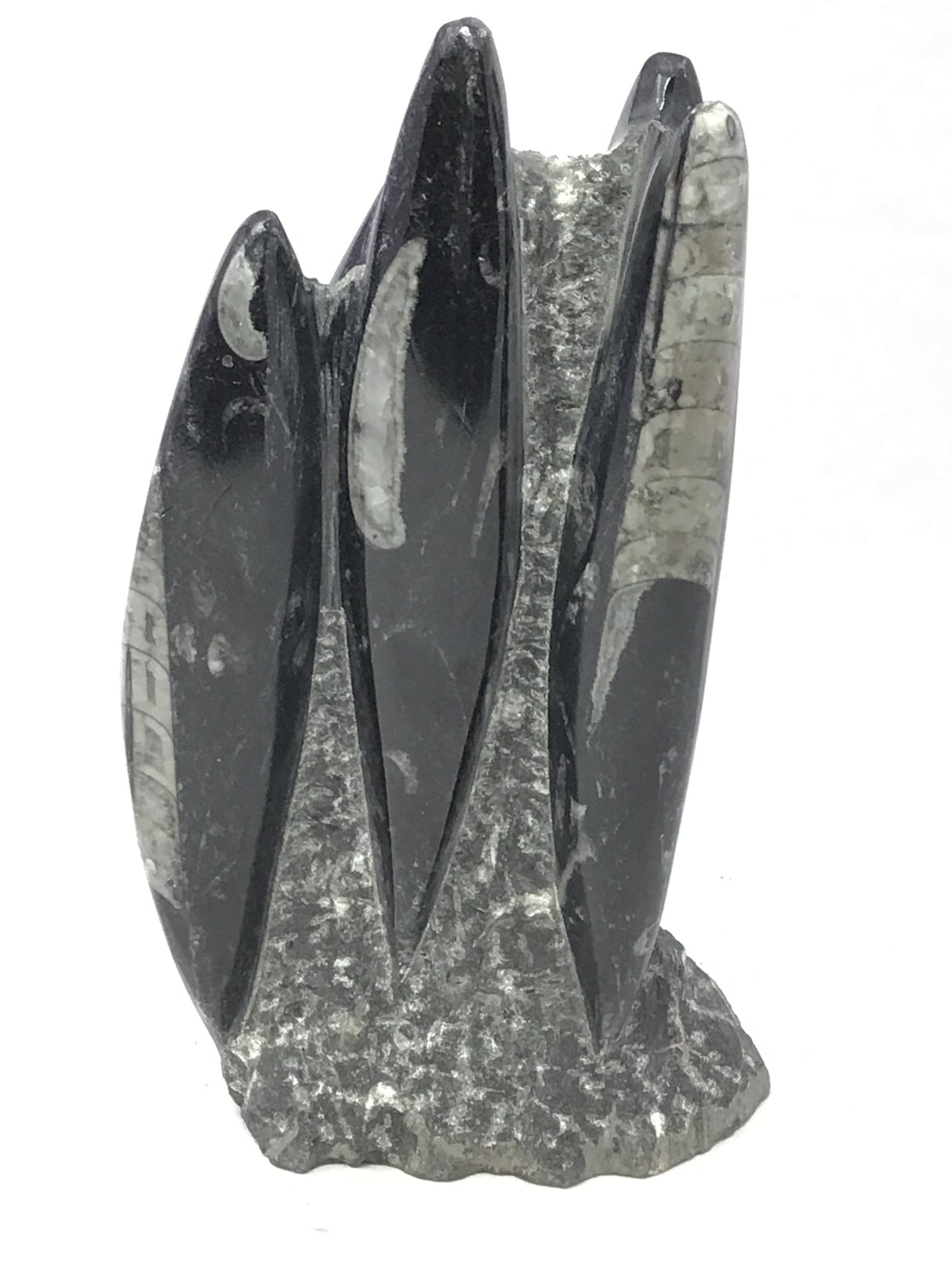 Orthoceras Fossil Sculpture with Self-Standing Base - Small