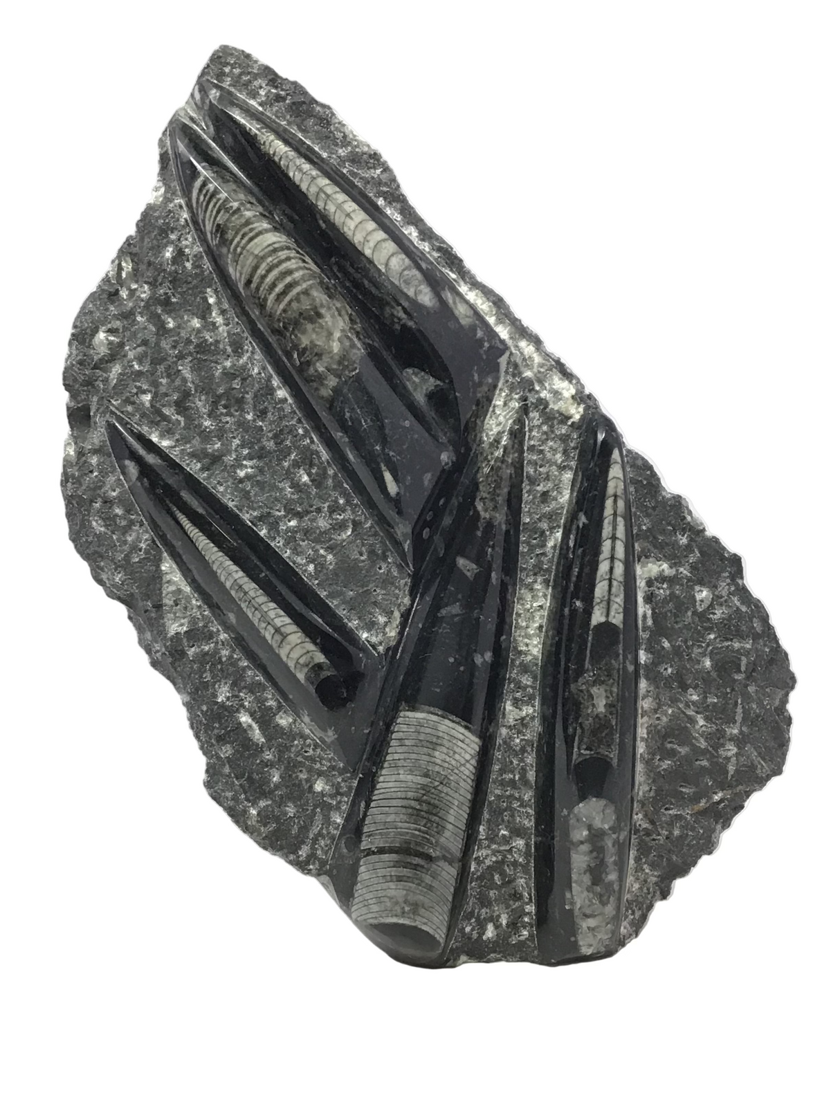 Orthoceras Fossil Plaque with Self-Standing Base