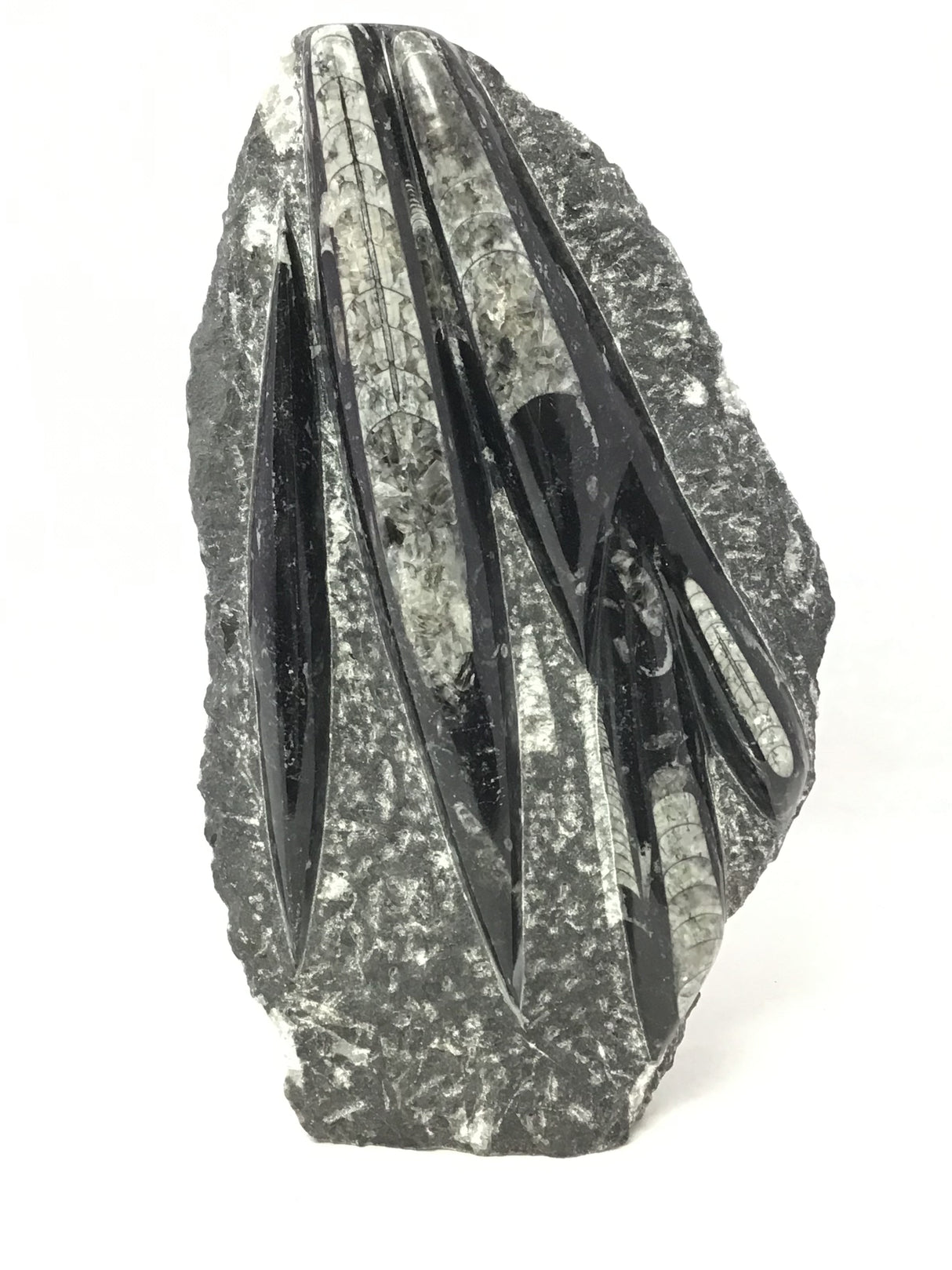 Orthoceras Fossil Plaque with Self-Standing Base