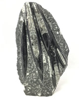 Orthoceras Fossil Plaque with Self-Standing Base