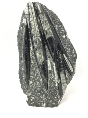 Narrow upright Orthoceras plaque with long cones sweeping vertically through speckled gray stone