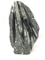 Narrow upright Orthoceras plaque with long cones sweeping vertically through speckled gray stone
