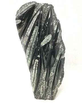 Densely packed Orthoceras cones running diagonally across a tall self-standing polished plaque