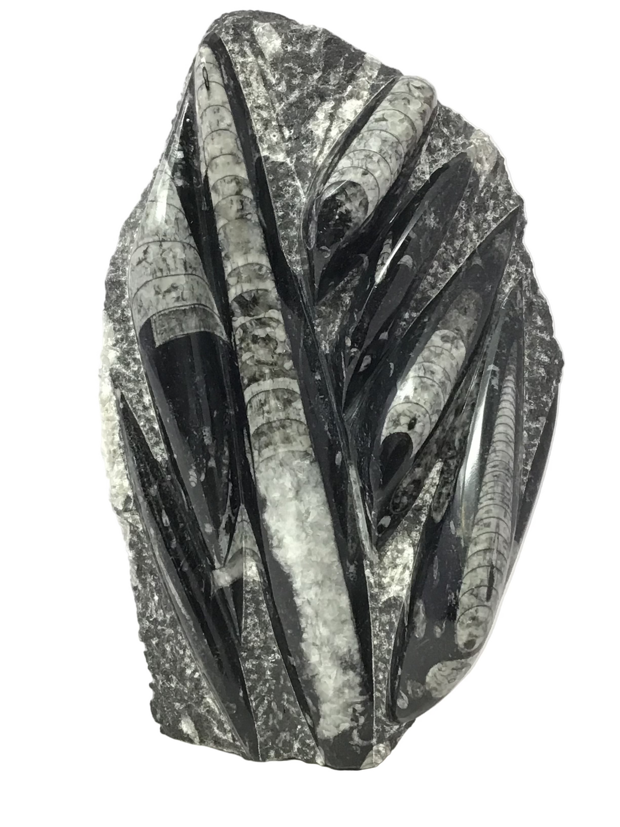 Orthoceras Fossil Plaque with Self-Standing Base