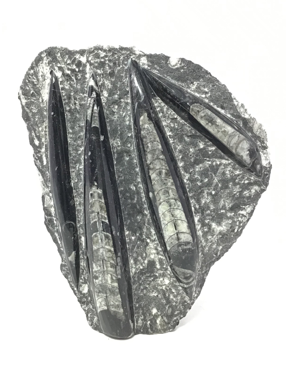 Orthoceras Fossil Plaque with Self-Standing Base