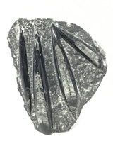 Orthoceras Fossil Plaque with Self-Standing Base