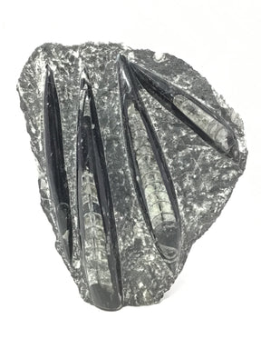 Orthoceras fossil plaque with four long black chambered shells fanned across pale gray matrix