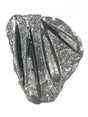 Orthoceras fossil plaque with four long black chambered shells fanned across pale gray matrix