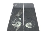 Ammonite and Orthoceras Fossil Bookends in Black Seabed - Trapezoid
