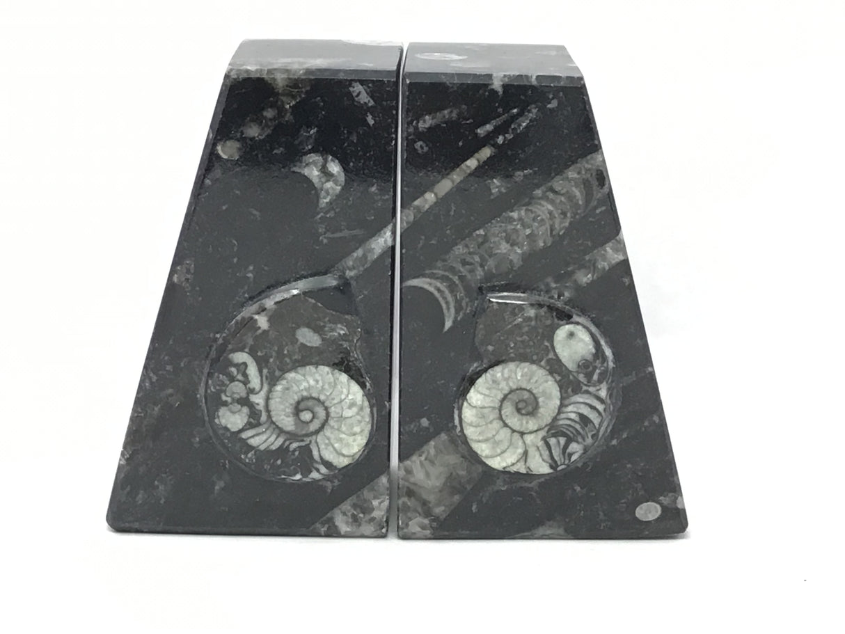 Ammonite and Orthoceras Fossil Bookends in Black Seabed - Trapezoid