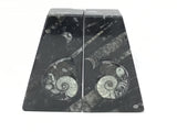 Ammonite and Orthoceras Fossil Bookends in Black Seabed - Trapezoid