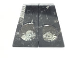 Ammonite and Orthoceras Fossil Bookends in Black Seabed - Trapezoid