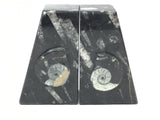 Ammonite and Orthoceras Fossil Bookends in Black Seabed - Trapezoid