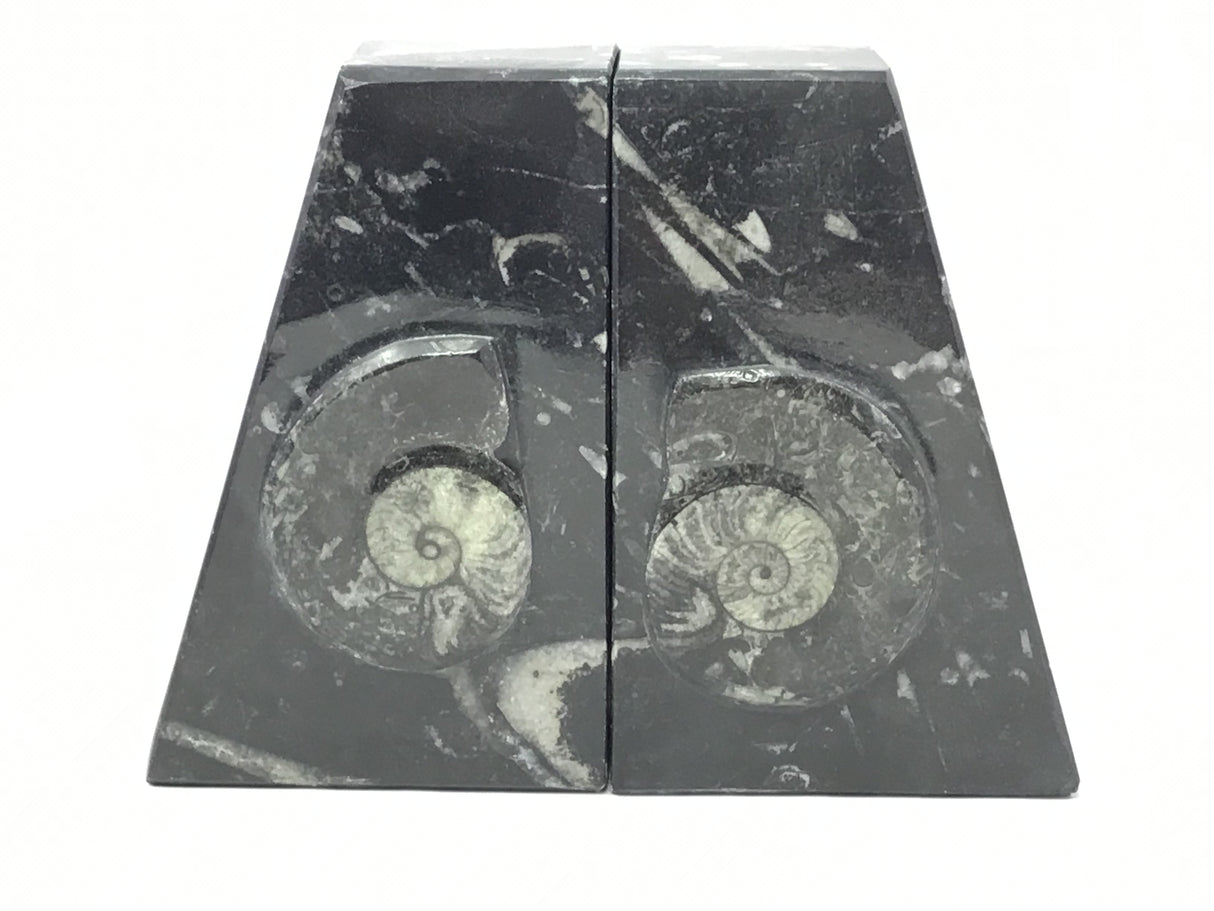 Ammonite and Orthoceras Fossil Bookends in Black Seabed - Trapezoid