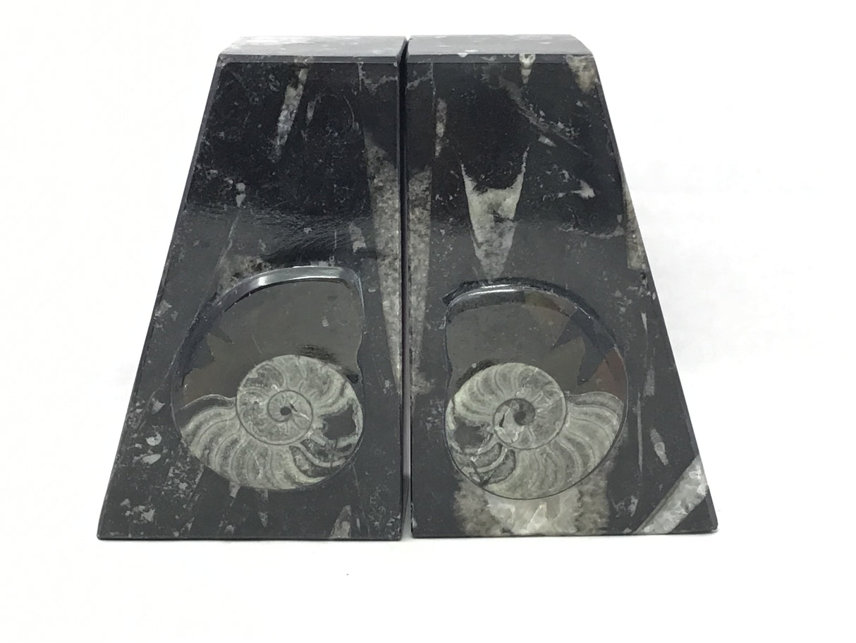 Ammonite and Orthoceras Fossil Bookends in Black Seabed - Trapezoid