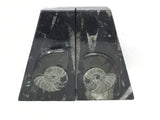 Ammonite and Orthoceras Fossil Bookends in Black Seabed - Trapezoid