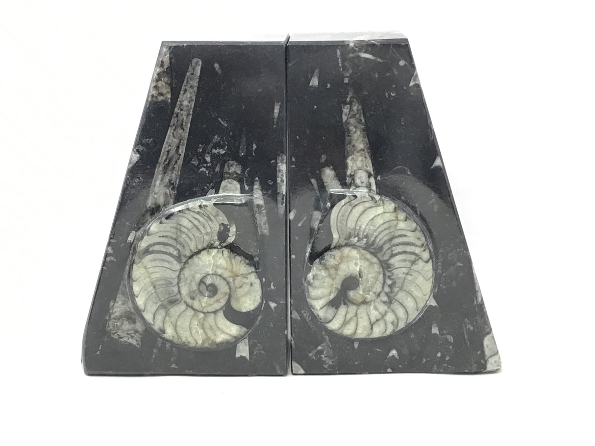 Ammonite and Orthoceras Fossil Bookends in Black Seabed - Trapezoid