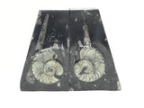 Ammonite and Orthoceras Fossil Bookends in Black Seabed - Trapezoid