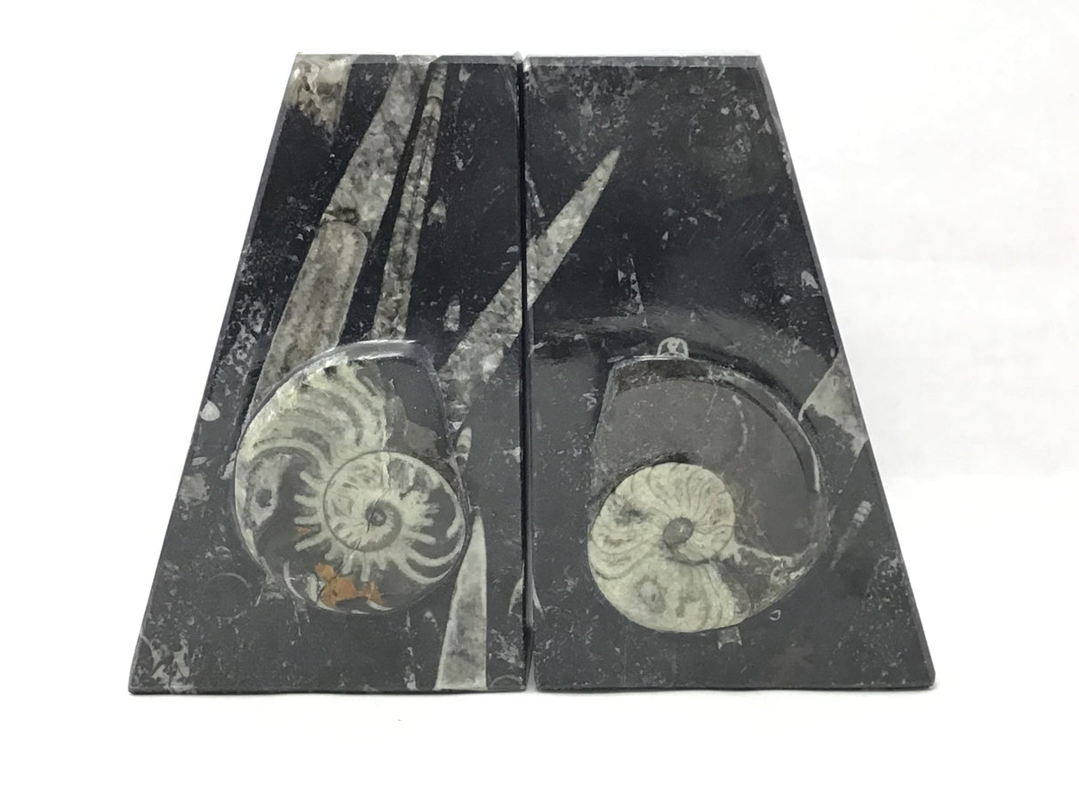 Ammonite and Orthoceras Fossil Bookends in Black Seabed - Trapezoid
