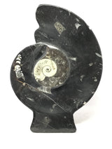Ammonite and Orthoceras Sculpture with Ammonite Shape on Base in Black Seabed