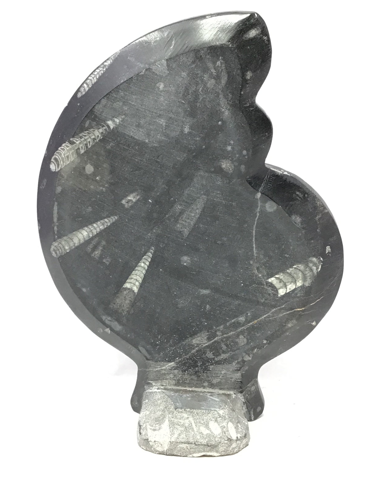 Ammonite and Orthoceras Sculpture with Ammonite Shape on Base in Black Seabed