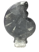 Ammonite and Orthoceras Sculpture with Ammonite Shape on Base in Black Seabed