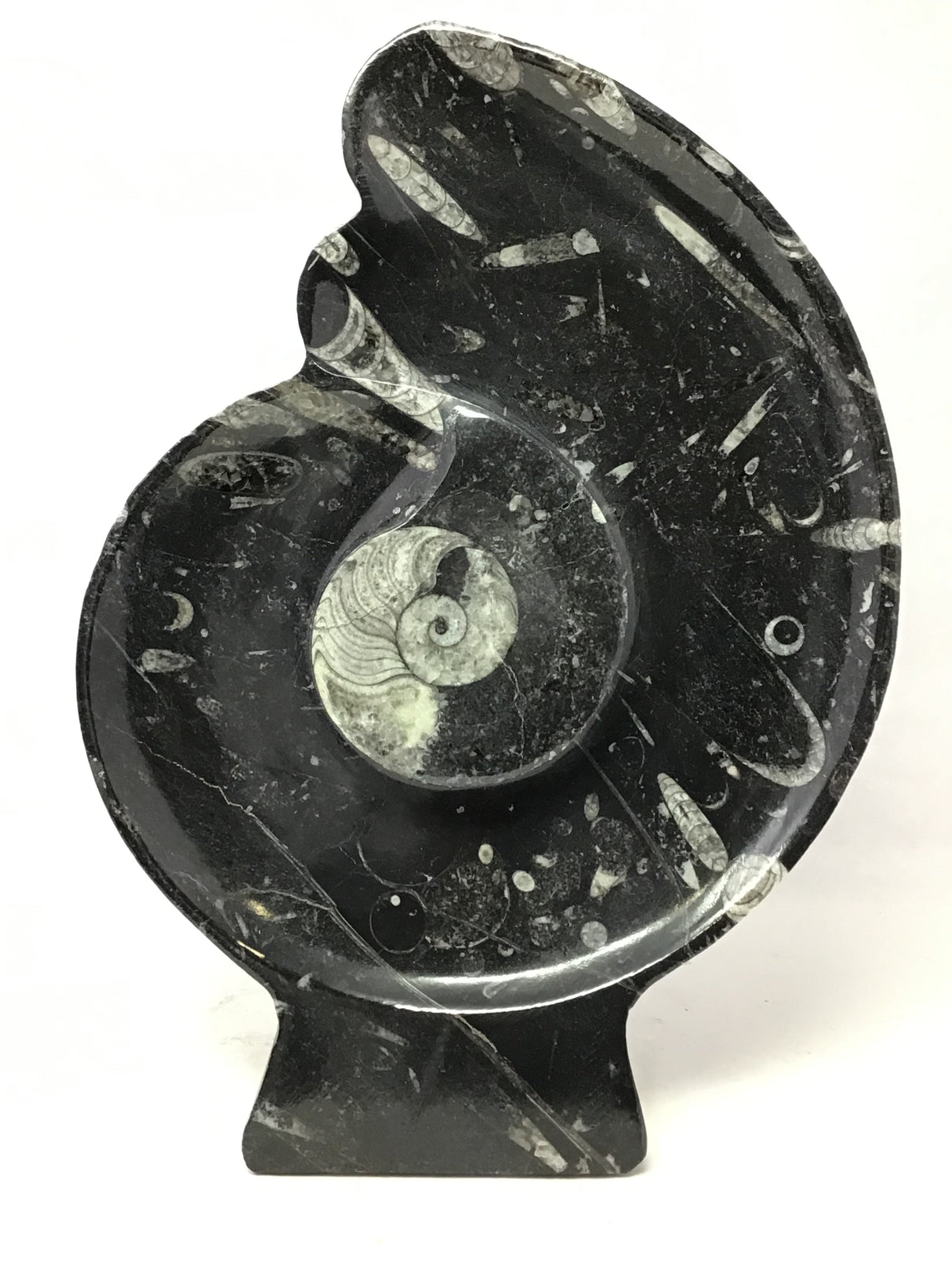 Ammonite and Orthoceras Sculpture with Ammonite Shape on Base in Black Seabed