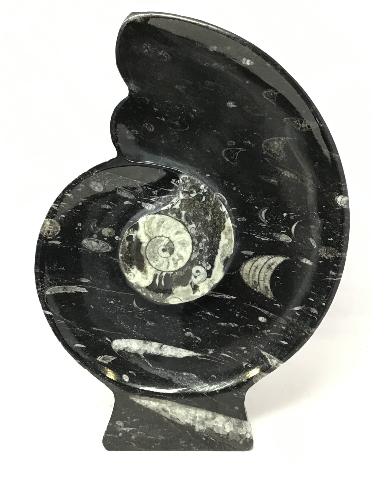 Ammonite and Orthoceras Sculpture with Ammonite Shape on Base in Black Seabed