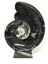Ammonite and Orthoceras Sculpture with Ammonite Shape on Base in Black Seabed