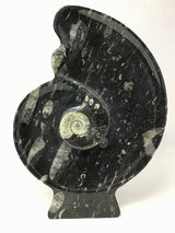 Ammonite and Orthoceras Sculpture with Ammonite Shape on Base in Black Seabed