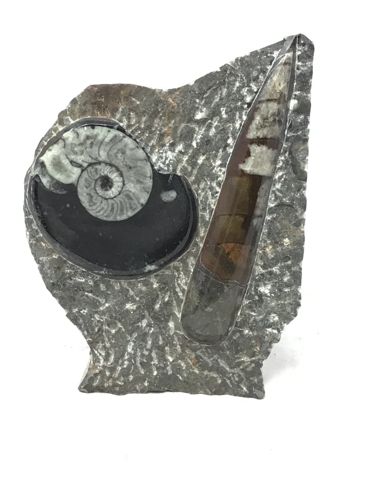 Ammonite and Orthoceras Fossil Plaque with Brown Seabed Base from Morocco - Small