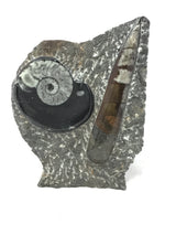 Ammonite and Orthoceras Fossil Plaque with Brown Seabed Base from Morocco - Small