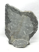 Ammonite and Orthoceras Fossil Plaque with Brown Seabed Base from Morocco - Small