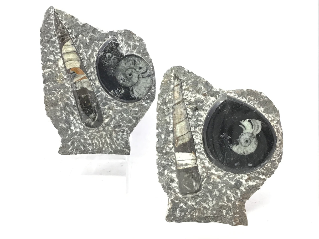 Orthoceras and Ammonite Fossil Plaque with Base from Morocco - Small