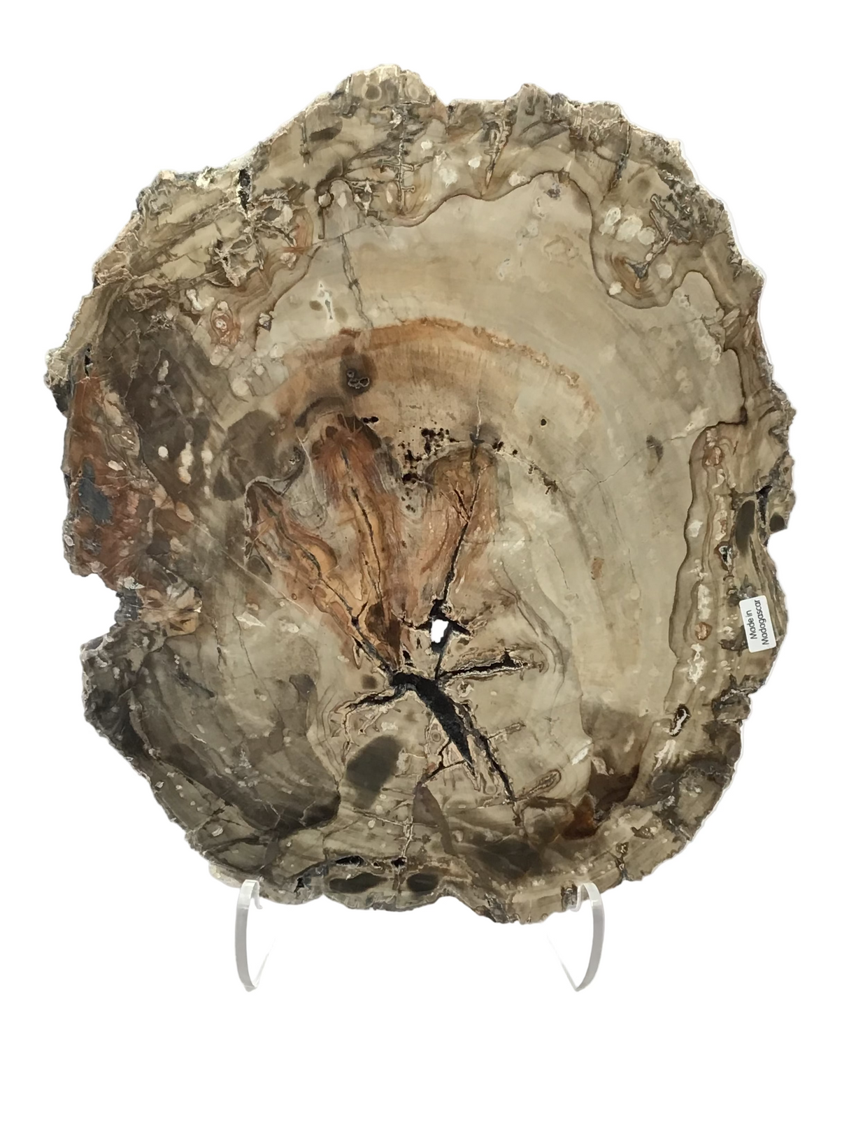 Madagascar Petrified Wood Slice with Natural Bark Edge - Medium on Lucite Easel