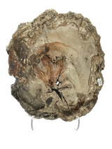 Madagascar Petrified Wood Slice with Natural Bark Edge - Medium on Lucite Easel