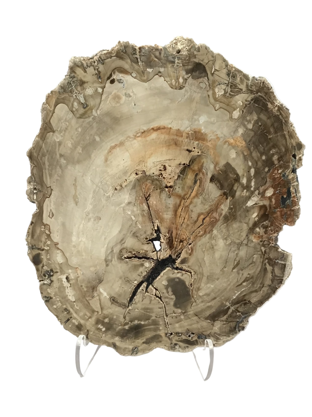 Madagascar Petrified Wood Slice with Natural Bark Edge - Medium on Lucite Easel