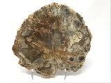 Madagascar Petrified Wood Slice with Natural Bark Edge - Medium on Lucite Easel