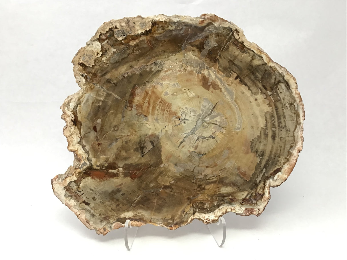 Madagascar Petrified Wood Slice with Natural Bark Edge - Medium on Lucite Easel