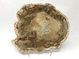 Madagascar Petrified Wood Slice with Natural Bark Edge - Medium on Lucite Easel
