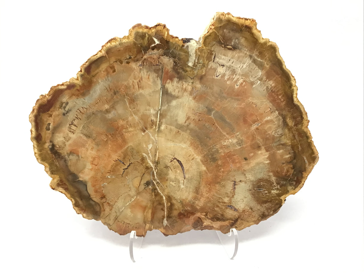 Madagascar Petrified Wood Slice with Natural Bark Edge - Medium on Lucite Easel