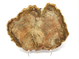 Madagascar Petrified Wood Slice with Natural Bark Edge - Medium on Lucite Easel